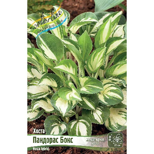 Хоста Пандорас Бокс 1 n 1 шт 