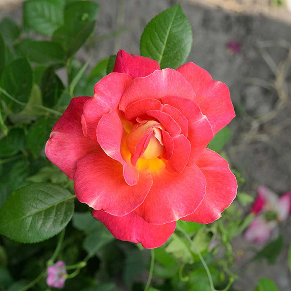 Роза Шраб Баяццо Садовита