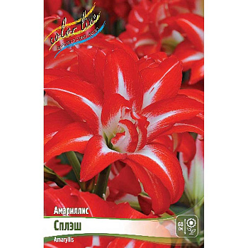 999 Шоу-Бокс Амариллис Сплэш 22/24 8 шт