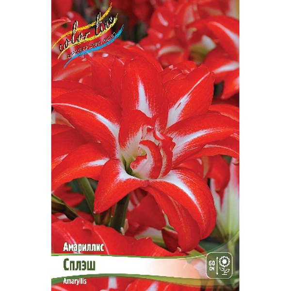 999 Шоу-Бокс Амариллис Сплэш 22/24 8 шт