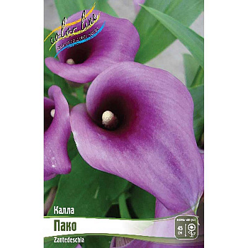 Калла Пако 12/14 2 шт 