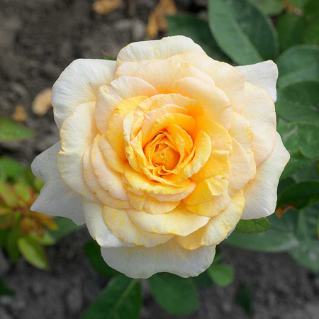 Роза Шраб София Ренессанс Садовита