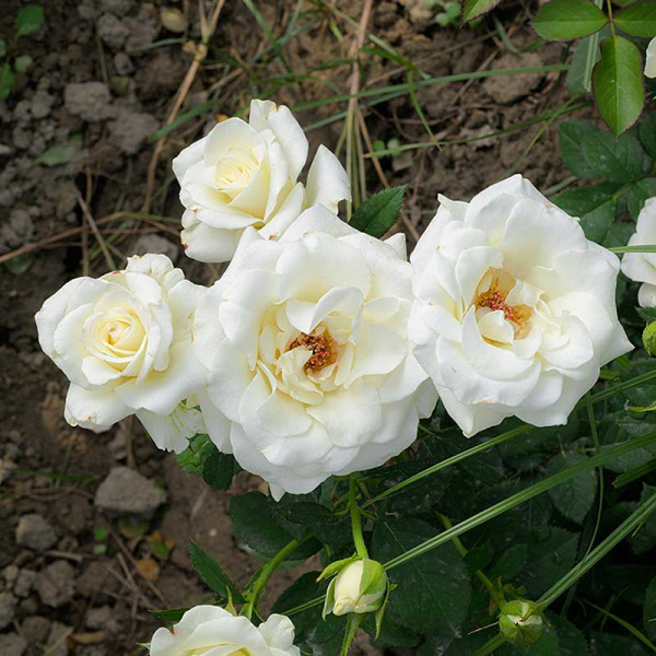 Роза Чайно-гибридная Дельфи Садовита