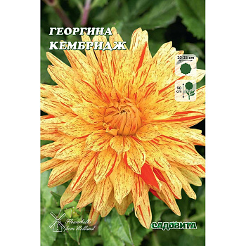 12109 Шоу-бокс Георгина Кембридж I 15 шт Садовита 