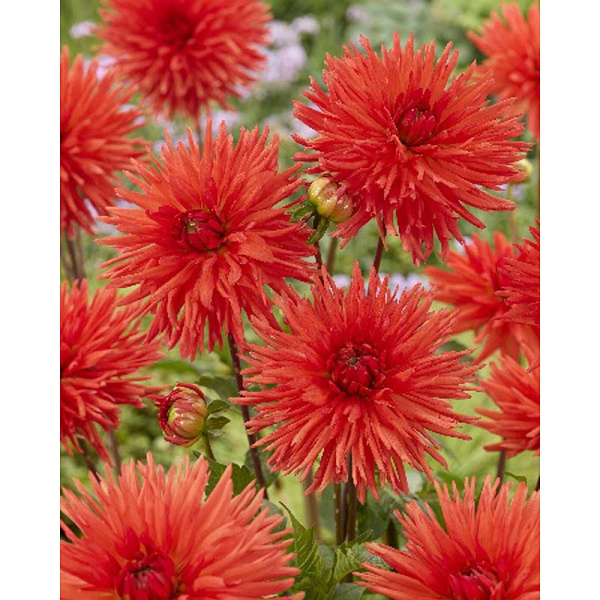 Георгина Парк Идиллия I 15 шт Шоу-Бокс 14486 