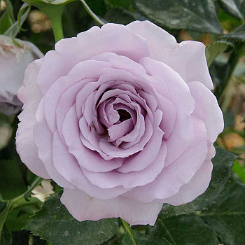 Роза спрей Стерлинг сенсейшн Садовита