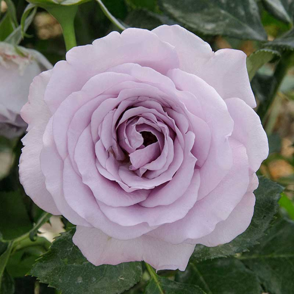 Роза спрей Стерлинг сенсейшн Садовита