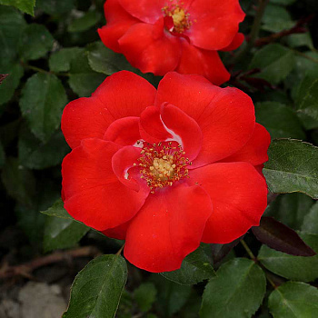 Роза канадская (почвопокровная) Альпенглухен Садовита