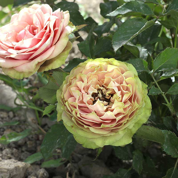 Роза чайно-гибридная Питахайя Садовита