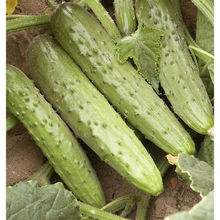 Огурец Легенда НК Ц