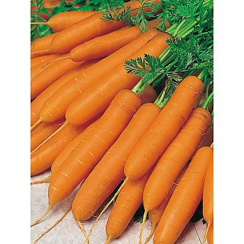 Морковь Амстердамска (ГЛ) Агрико