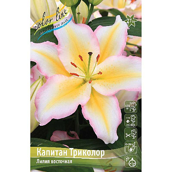 Лилия Капитан Триколор 16/18 25 шт Биг-Пак 11236