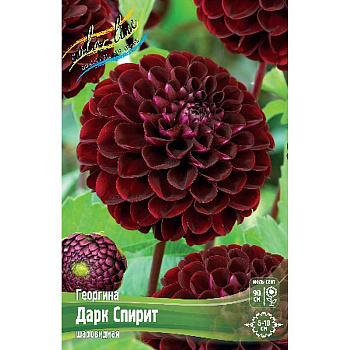 Георгина Дарк Спирит I 1 шт