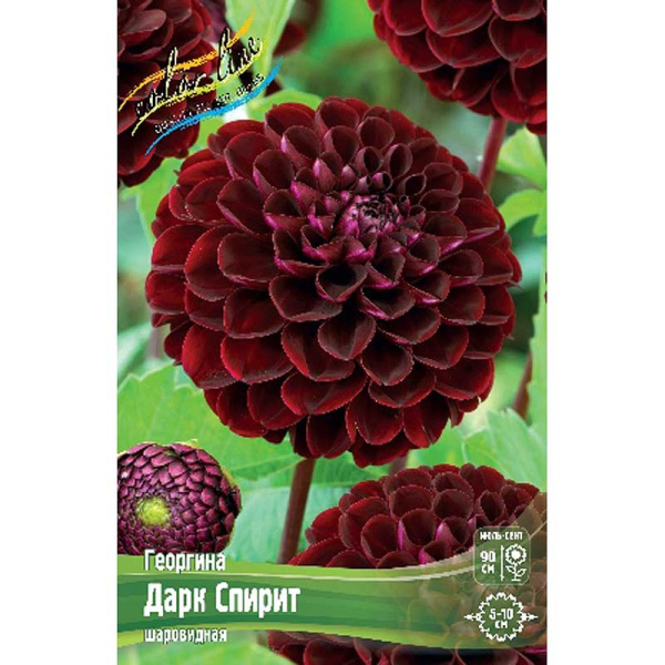 Георгина Дарк Спирит I 1 шт