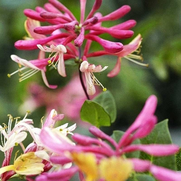 Жимолость Хекротта Голдфлэйм P9 30-40