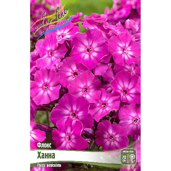 Флокс Ханна I 2 шт