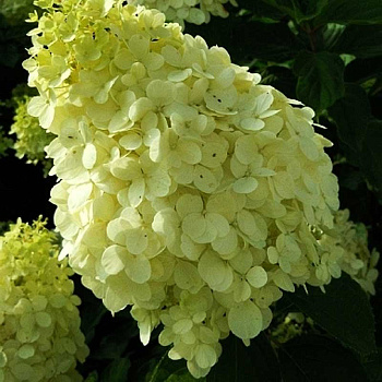 Гортензия Метельчатая Полярный Медведь P9