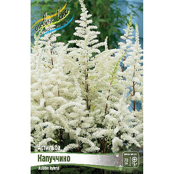 Астильба Капуччино 2/3 n 1 шт