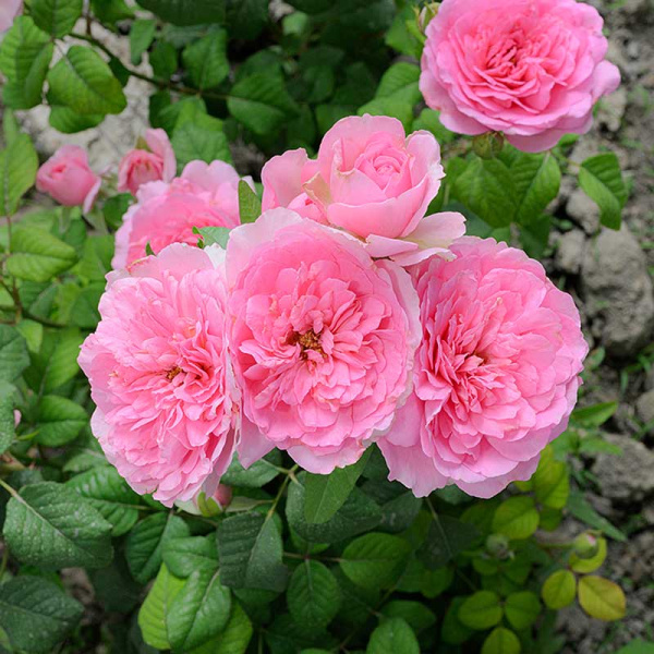 Роза Чайно-гибридная Жардино Дель Аморе Садовита