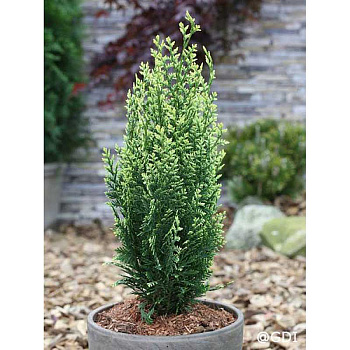 Кипарисовик Лавсона Уайт Спот P9 20-25