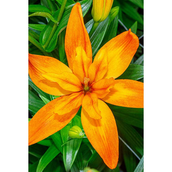 Лилия Скубиду 12/14 5 шт Садовита