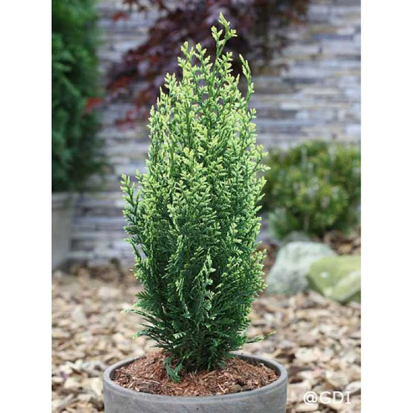 Кипарисовик Лавсона Уайт Спот P9 20-25