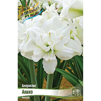 Амариллис Акико 22/24 8 шт Шоу-Бокс 11970