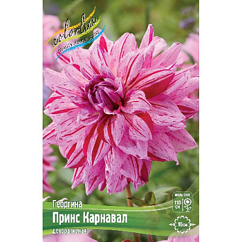 Георгина Принс Карнавал I 15 шт Шоу-Бокс 9555