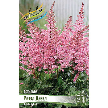 Астильба Раззл Даззл 2/3 n 1 шт