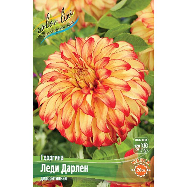 Георгина Леди Дарлен I 15 шт Шоу-бокс 8980