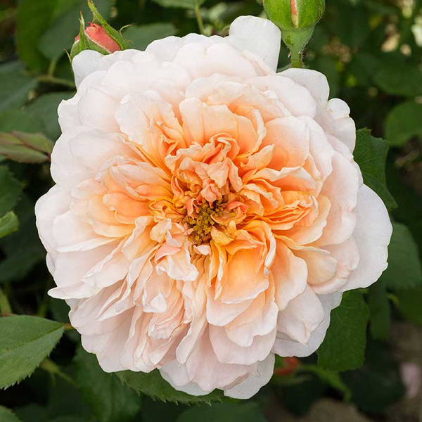 Роза шраб Ти Клиппер (Английская) Садовита