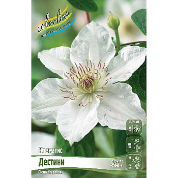 Клематис Дестини I 25 шт Биг-пак 3988