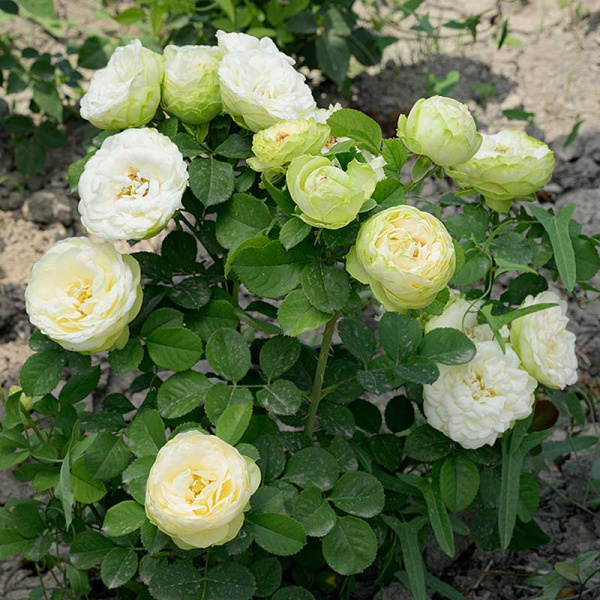 Роза Флорибунда Лемон Рококо Садовита