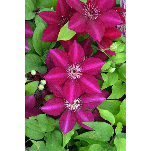 562 Биг-Пак Клематис Перида I 25 шт 