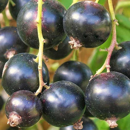 Смородина черная Севчанка Садовита