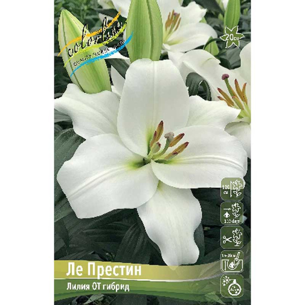 Лилия Ле Престин 14/16 5 шт 