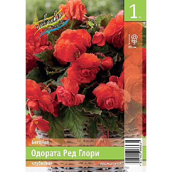 Бегония Одората Ред Глори 5/6 1 Эконом шт 