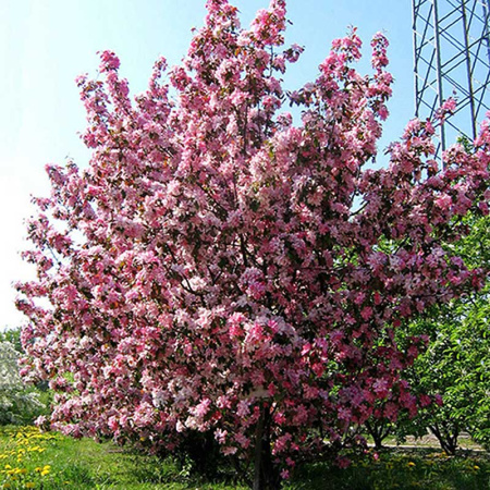 Яблоня Ола декоративная Садовита