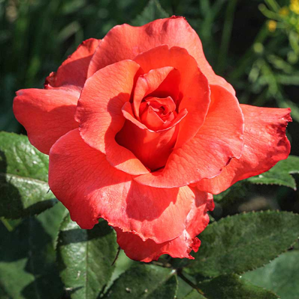 Роза чайно-гибридная Аве Мария Садовита