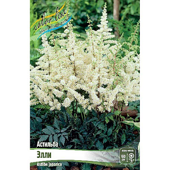 Астильба Элли 2/3 n 1 шт