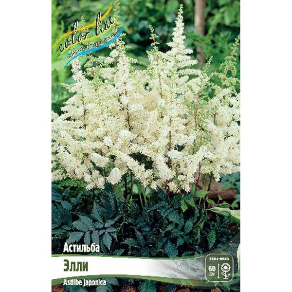 Астильба Элли 2/3 n 1 шт
