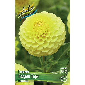 Георгина Голден Торч I 15 шт Шоу-Бокс 12902 