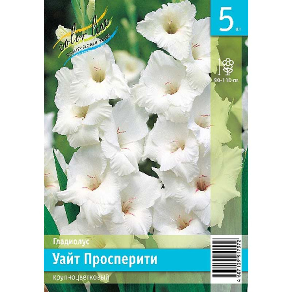 Гладиолус Уайт Просперити 10/12 5 Эконом шт