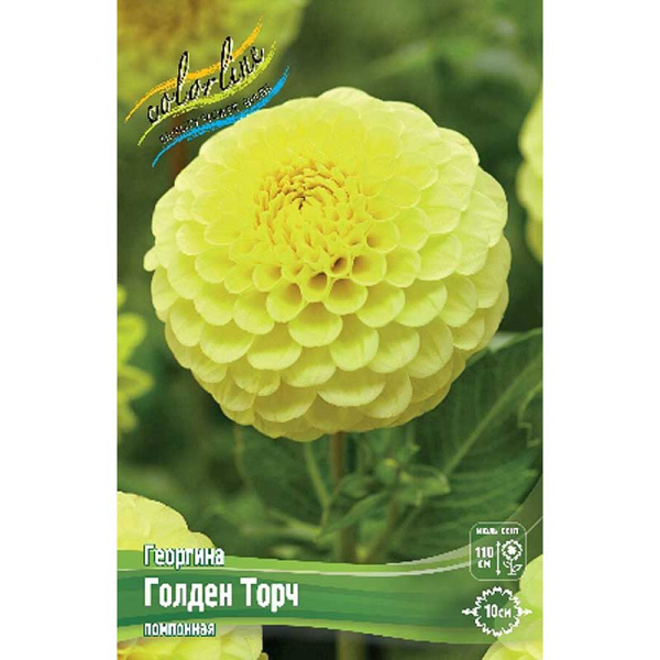 Георгина Голден Торч I 15 шт Шоу-Бокс 12902 