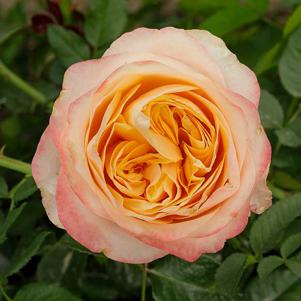 Роза чайно-гибридная Свит Вувузелла Садовита