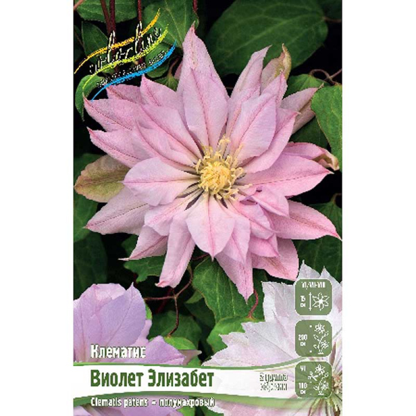 Клематис Виолет Элизабет I 25 шт Биг-пак 731