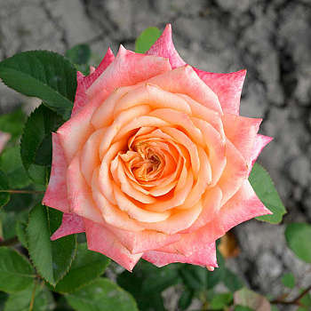 Роза чайно-гибридная Седукцион Садовита