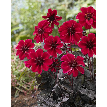 Георгина Дарк Ангел - Дракула I 1 шт 