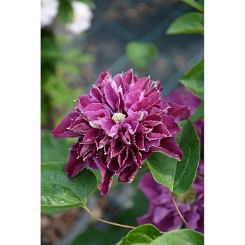 Клематис Хот Лов I 1 шт