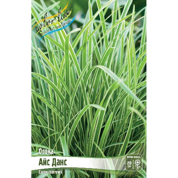 Осока (Carex) Айс Данс 2/3 2 шт